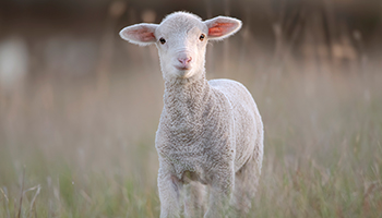 המועדים הקדושים